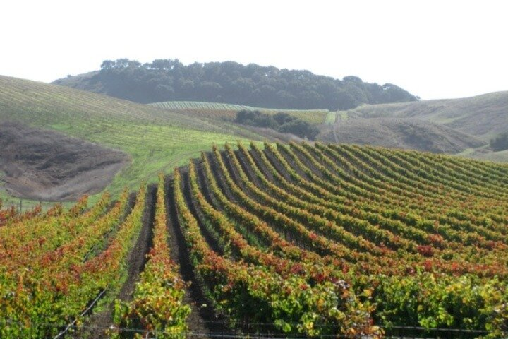 Wine Country Van Tour in Santa Ynez Valley - Photo 1 of 4